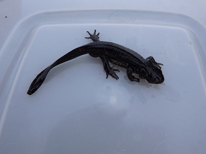 発見したアカハライモリ