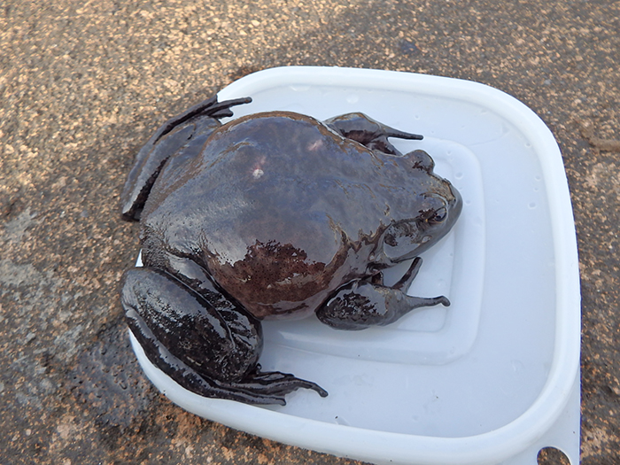発見したウシガエル(特定外来生物)