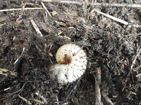 カブトムシの幼虫