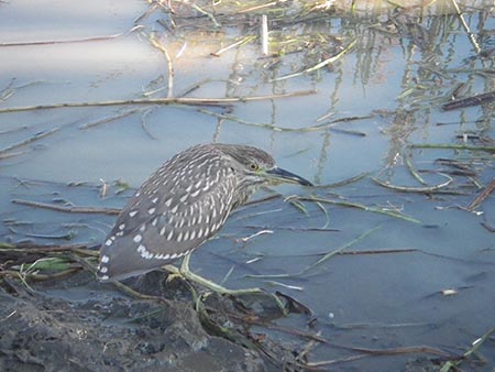 ゴイサギ(幼鳥)