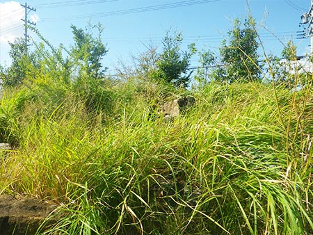 源流部 草刈り前