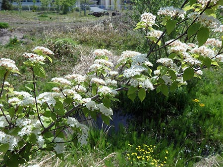 コバノガマズミ