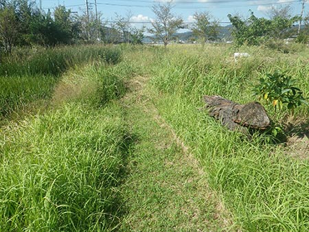 池周辺 草刈り前
