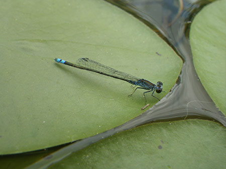 クロイトトンボ