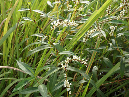 シロバナサクラタデ