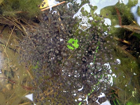 トノサマガエルの卵塊