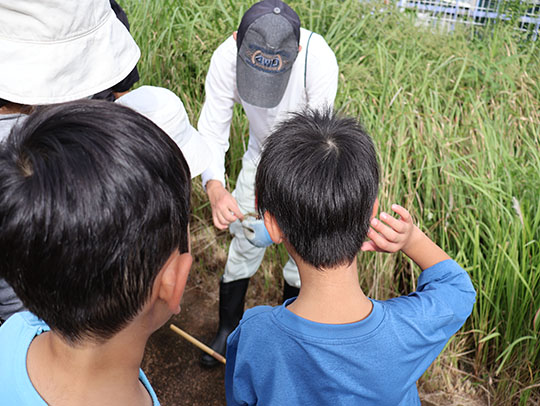 ヤマトミクリ抜き取り作業後